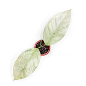 Hoya coriacea 'Silver' potted plant in nursery pot on white background.