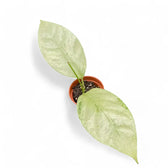 Hoya coriacea 'Silver' potted plant in nursery pot on white background.