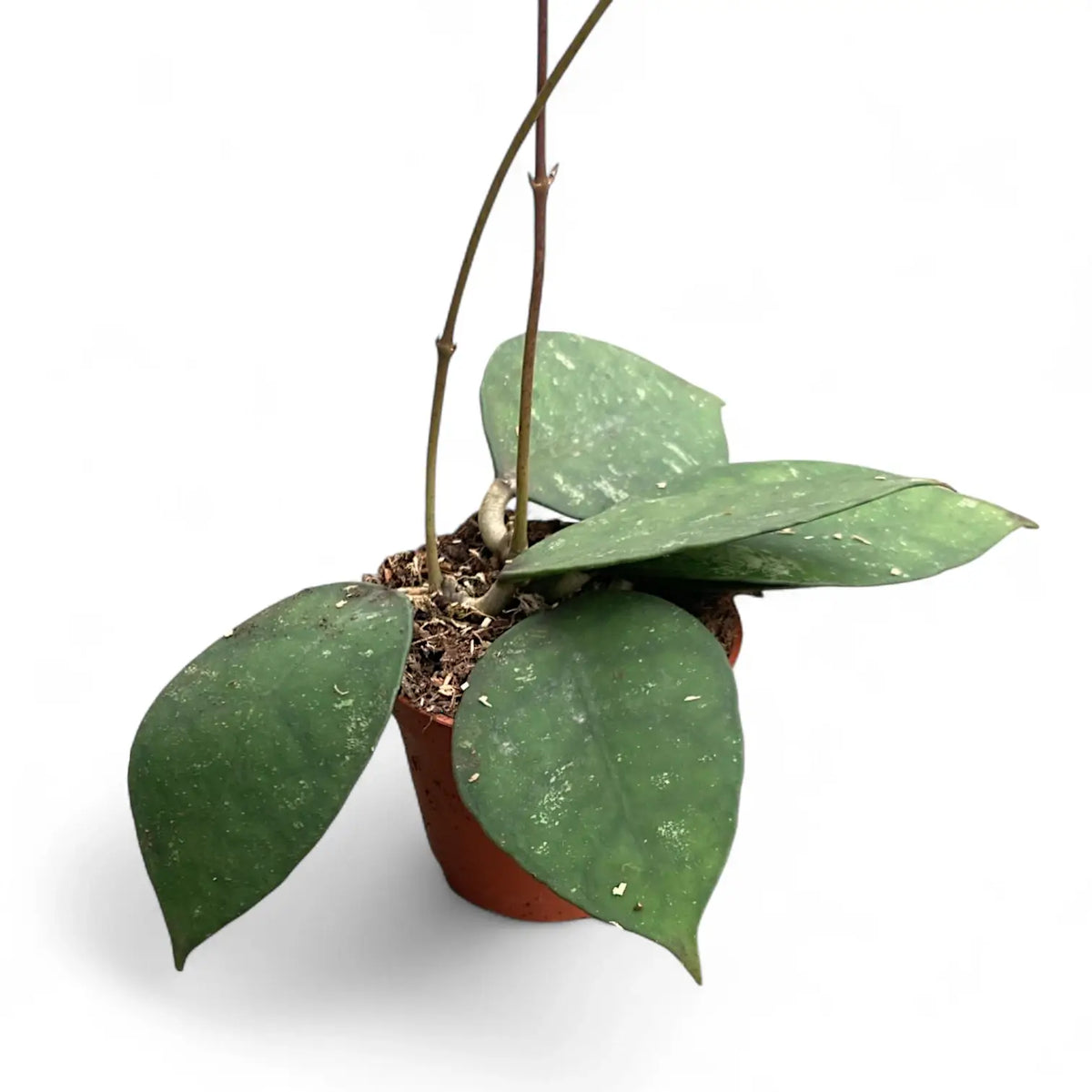 Hoya corneri potted plant in nursery pot on white background.