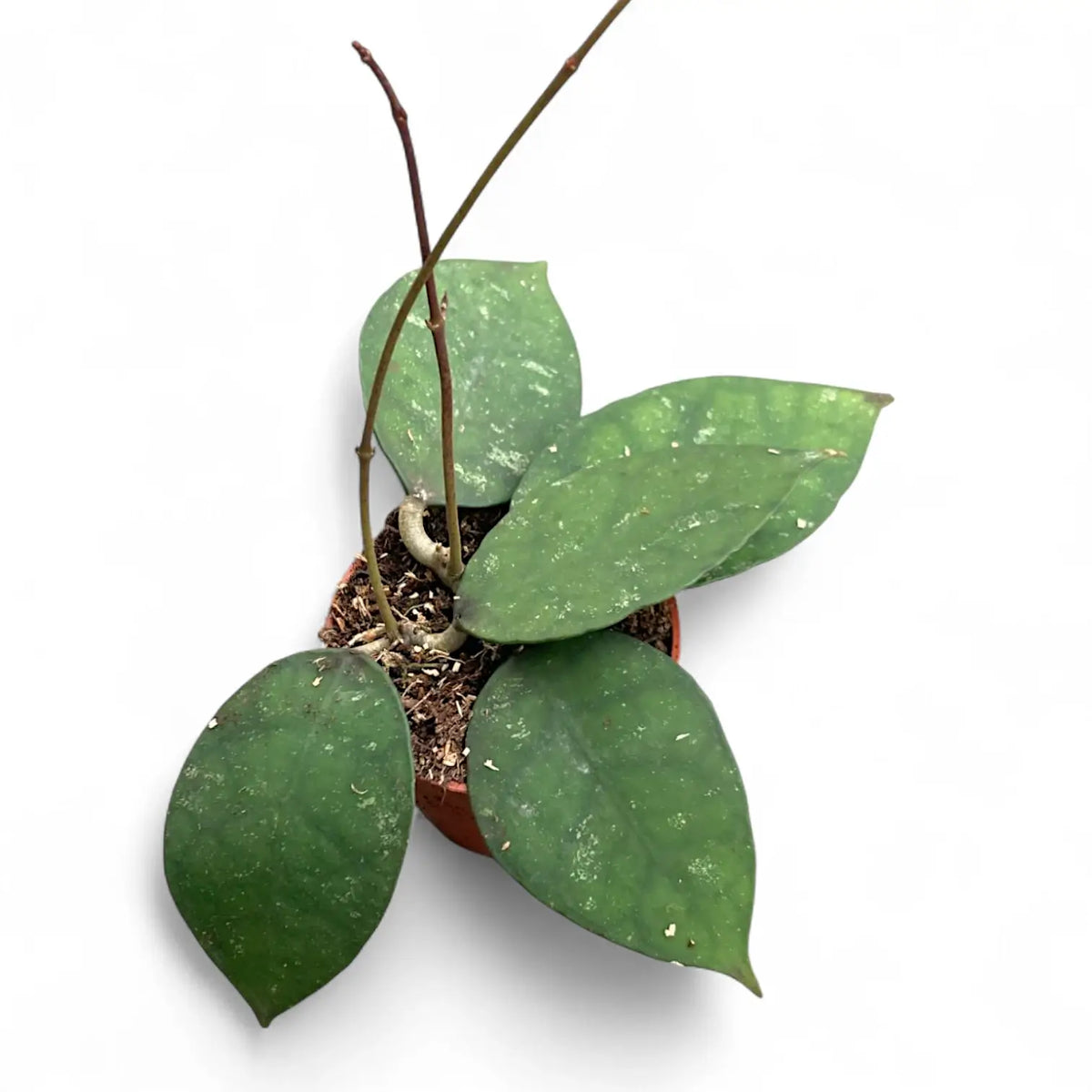 Hoya corneri potted plant in nursery pot on white background.