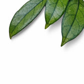 Hoya crassipetiolata leaf detail on white background.