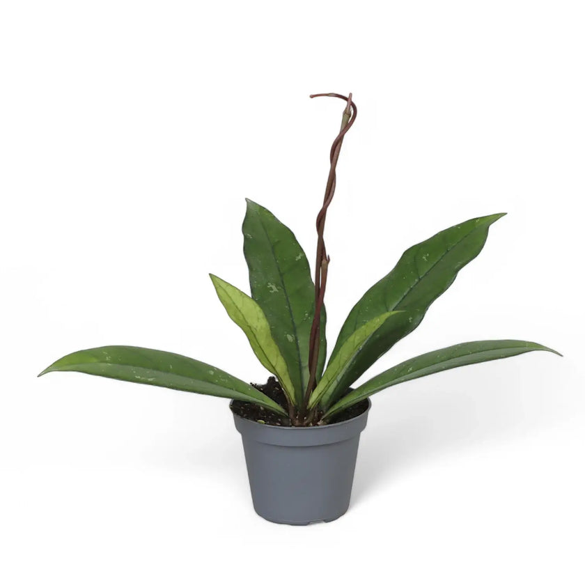 Hoya crassipetiolata potted plant in nursery pot on white background.