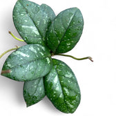 Hoya crassipetiolata 'Splash Round Leaf' leaf detail on white background.