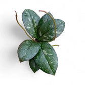 Hoya crassipetiolata 'Splash Round Leaf' potted plant in nursery pot on white background.