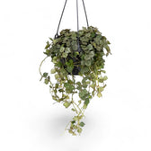 Hoya curtisii Zimmerpflanze im Anzuchttopf vor weißem Hintergrund, Produktfoto 3.
