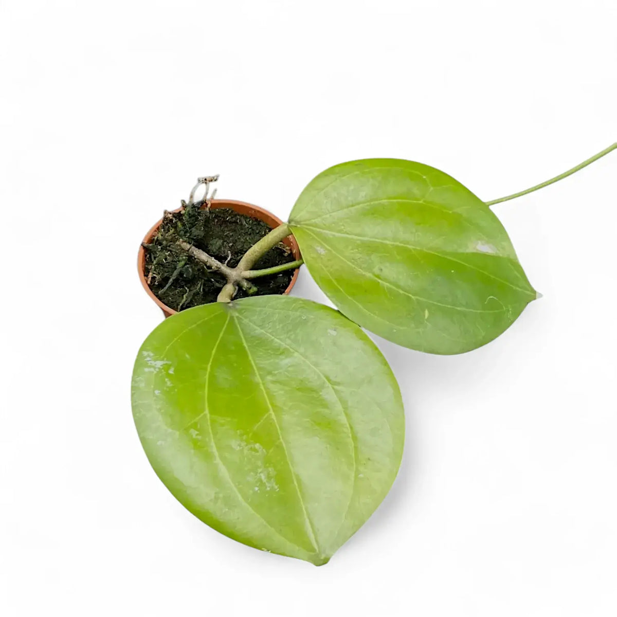 Hoya dolichosparte potted plant in nursery pot on white background.