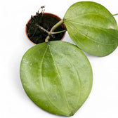 Hoya dolichosparte potted plant in nursery pot on white background.