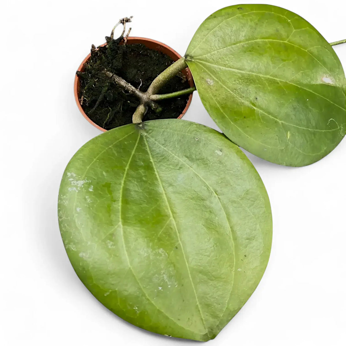 Hoya dolichosparte potted plant in nursery pot on white background.