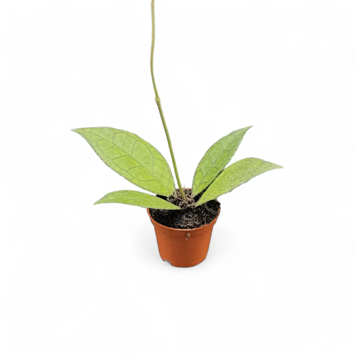 Hoya finlaysonii (Sarawak) potted plant in nursery pot on white background.