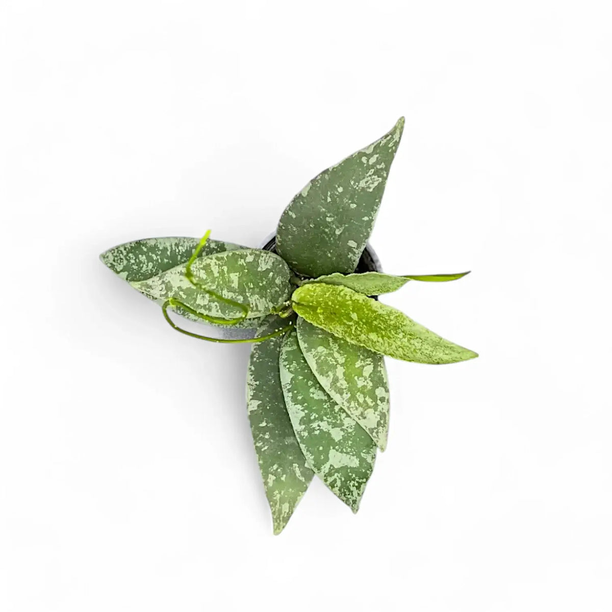 Hoya flagellata (Silver Form) potted plant in nursery pot on white background.