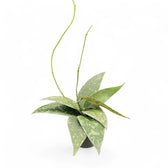 Hoya flagellata (Silver Form) potted plant in nursery pot on white background.