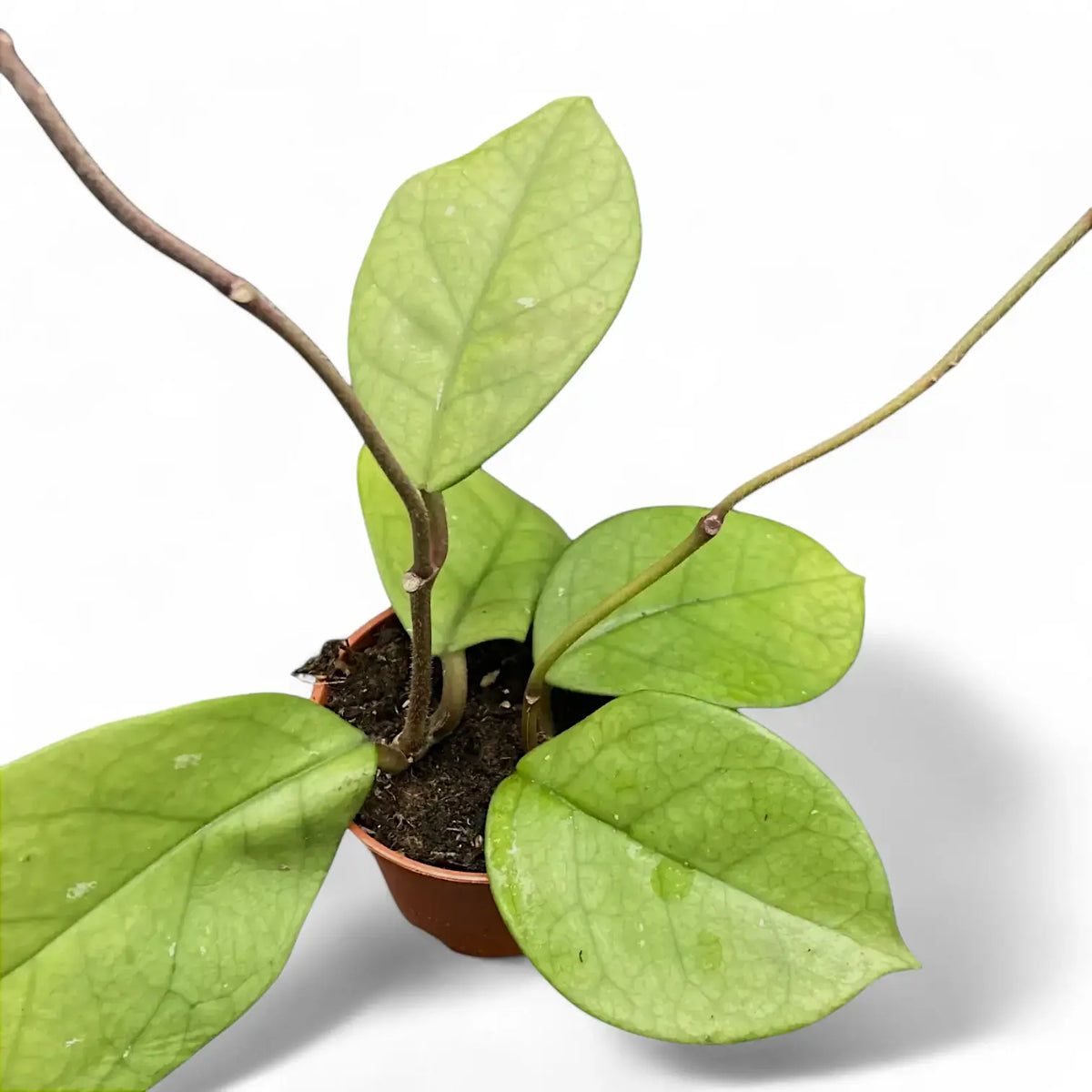Hoya fungii potted plant in nursery pot on white background.