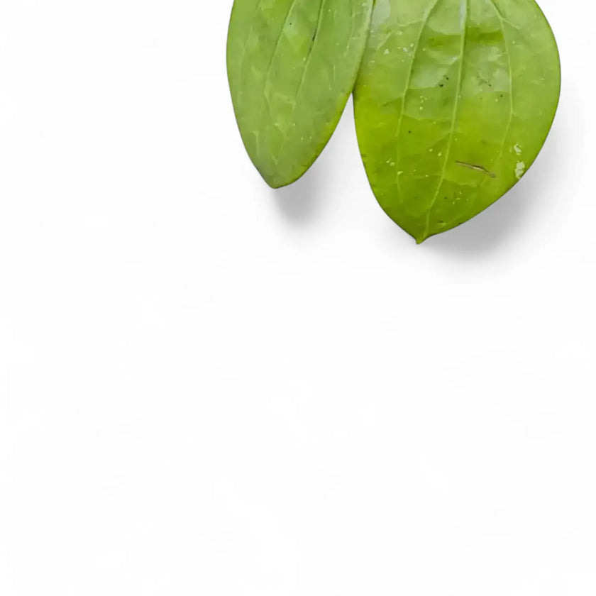 Hoya glabra 'Black Margin' close-up of leaf on white background.