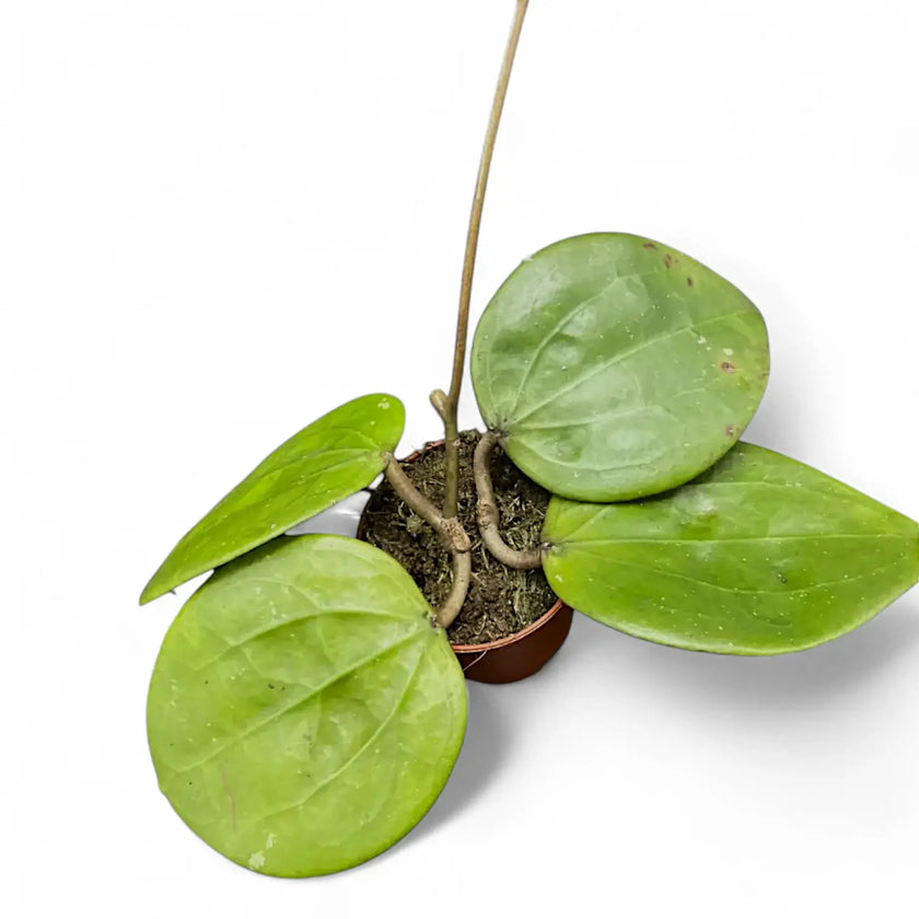 Hoya glabra 'Black Margin' potted plant in nursery pot on white background.