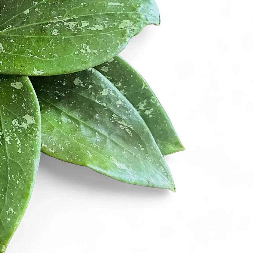Hoya glabra 'Splash' leaf close-up on white background.
