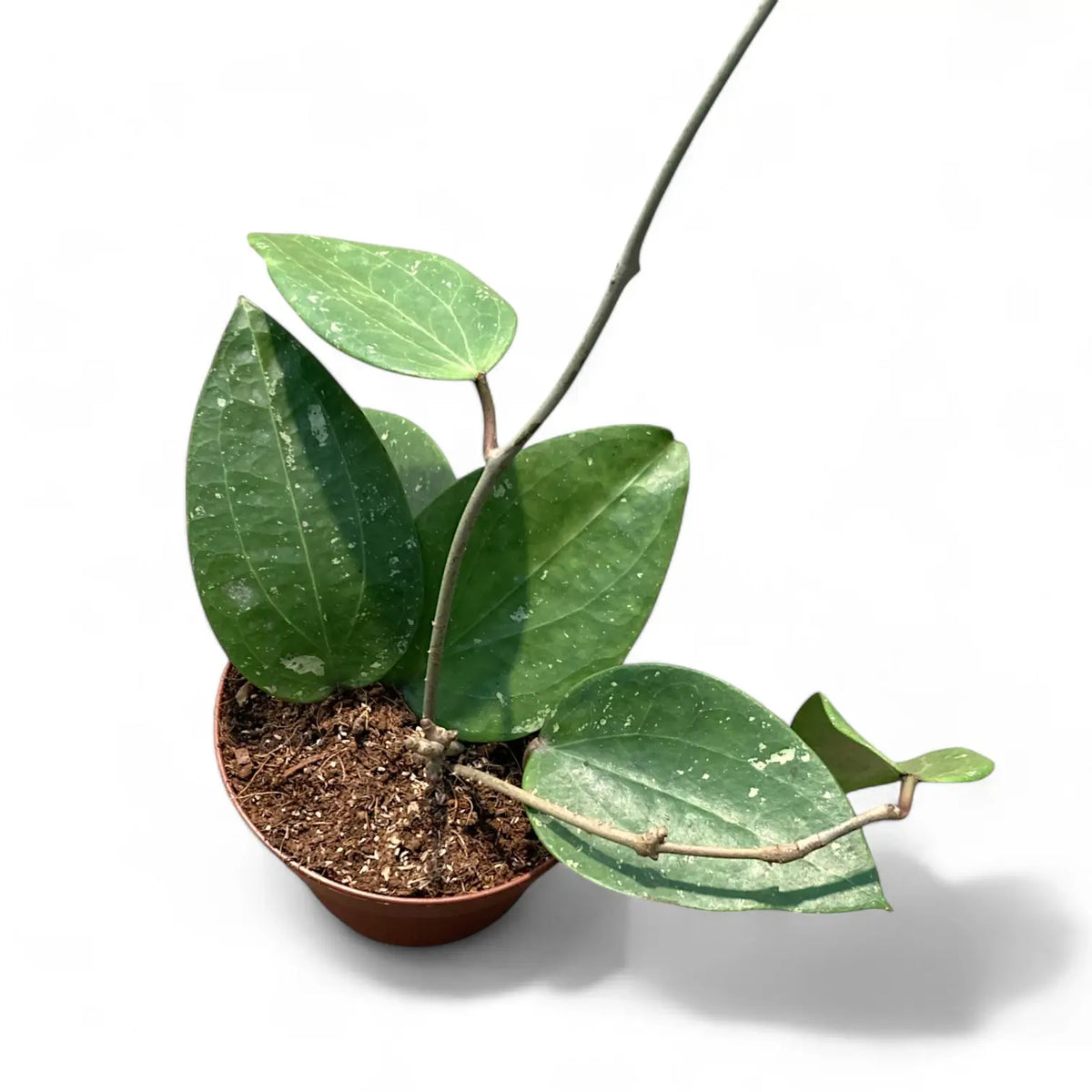 Hoya glabra 'Splash' potted plant in nursery pot on white background.