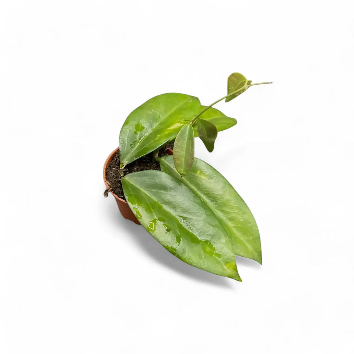 Hoya globulifera Zimmerpflanze im Anzuchttopf vor weißem Hintergrund, Produktfoto 2.