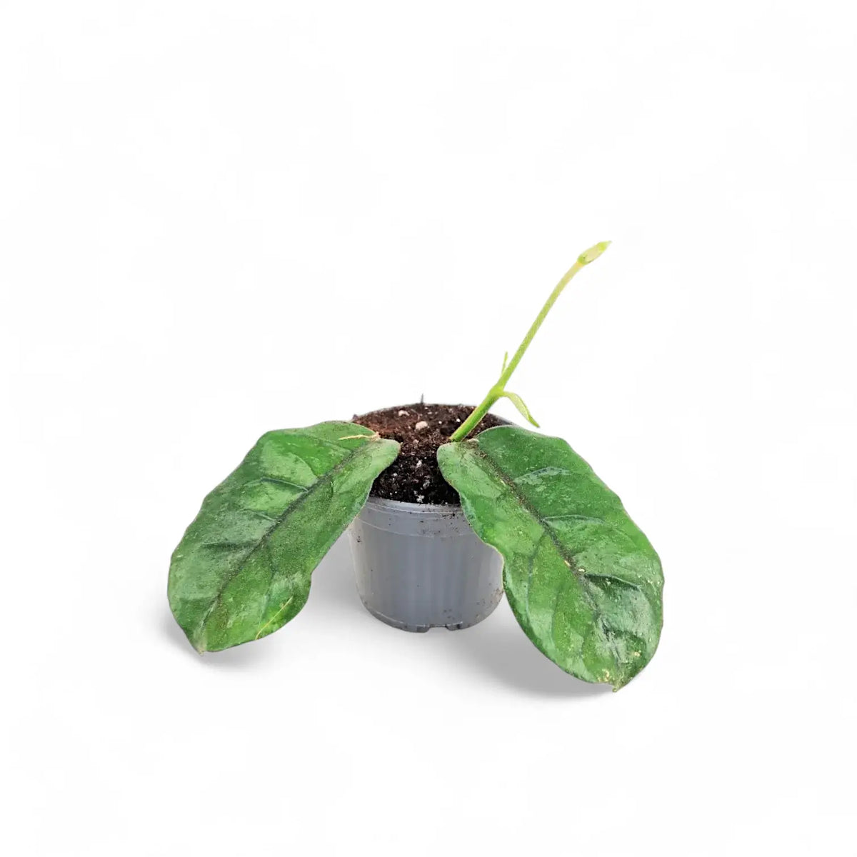 Hoya globulosa (villosa) Cao Bang Zimmerpflanze im Anzuchttopf vor weißem Hintergrund, Produktfoto 2.