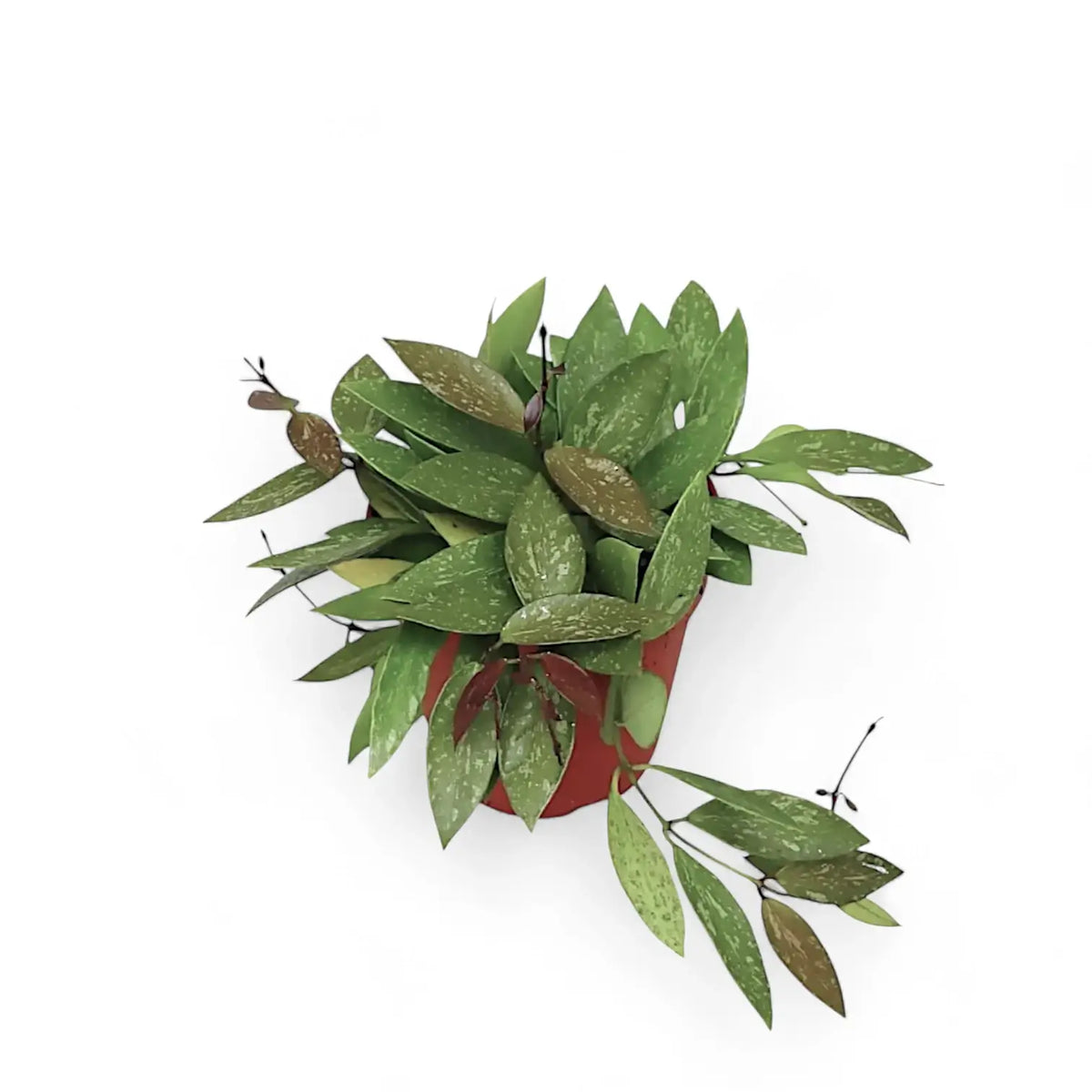 Hoya gracilis (Hoya memoria) potted plant in nursery pot on white background.