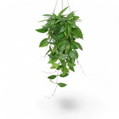 Hoya gracilis (Hoya memoria) potted plant in nursery pot on white background.