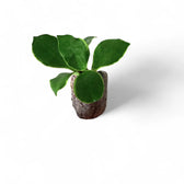 Hoya heuschkeliana albomarginata potted plant in nursery pot on white background.