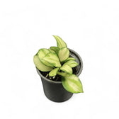 Hoya heuschkeliana variegata potted plant in nursery pot on white background.