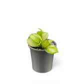 Hoya heuschkeliana variegata potted plant in nursery pot on white background.