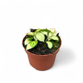 Hoya heuschkeliana variegata potted plant in nursery pot on white background.