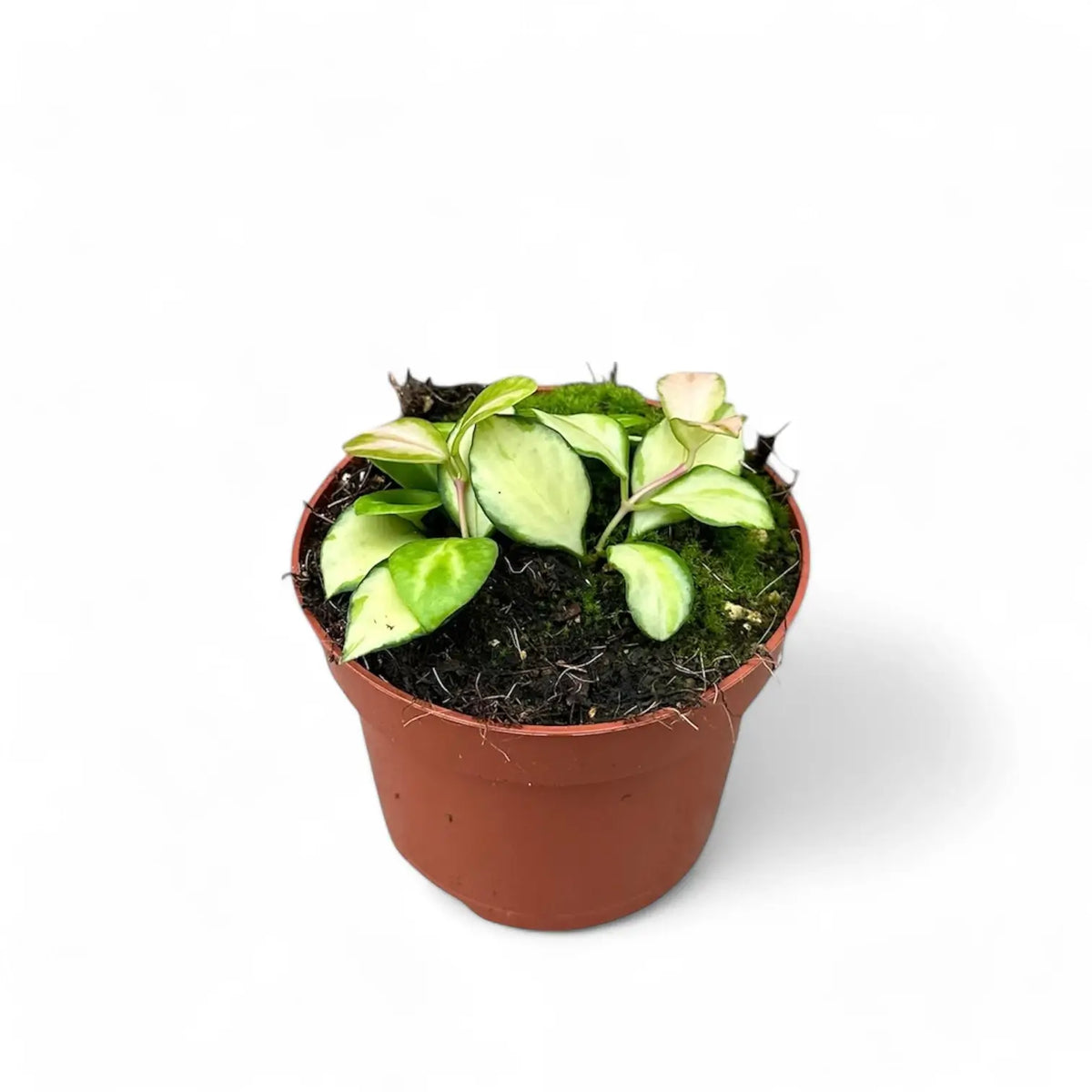 Hoya heuschkeliana variegata potted plant in nursery pot on white background.