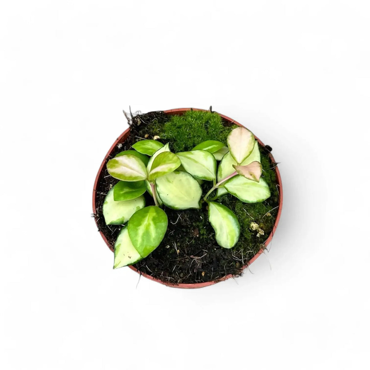 Hoya heuschkeliana variegata potted plant in nursery pot on white background.