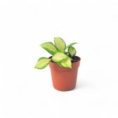 Hoya heuschkeliana variegata potted plant in nursery pot on white background.