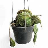 Hoya imbricata potted plant in nursery pot on white background.