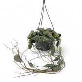 Hoya imbricata potted plant in nursery pot on white background.