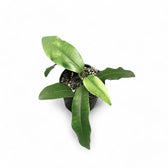 Hoya imperialis 'Red' potted plant in nursery pot on white background.
