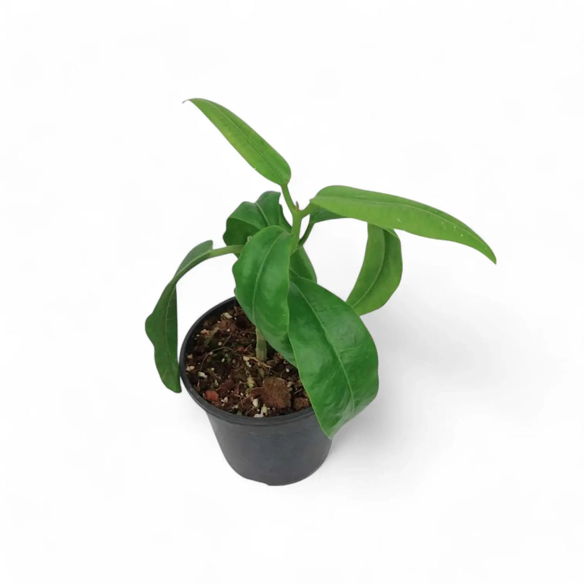 Hoya imperialis 'Red' potted plant in nursery pot on white background.