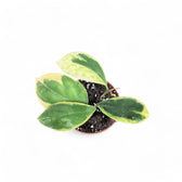 Hoya incrassata 'Eclipse' potted plant in nursery pot on white background.