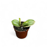 Hoya incrassata 'Eclipse' potted plant in nursery pot on white background.