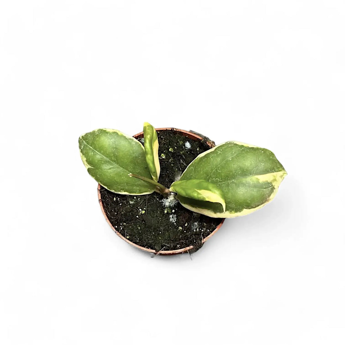 Hoya incrassata 'Eclipse' potted plant in nursery pot on white background.