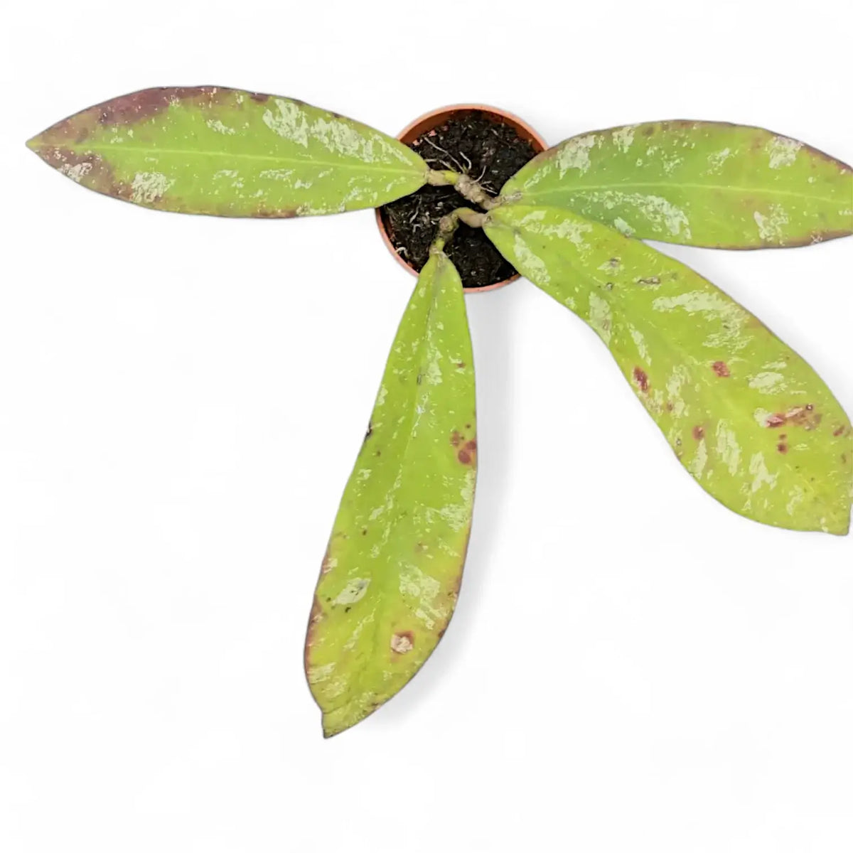 Hoya sp. Dahlia (Hoya kaikoeana) Zimmerpflanze im Anzuchttopf vor weißem Hintergrund, Produktfoto 2.