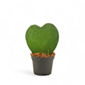 Hoya kerrii potted plant in nursery pot on white background.