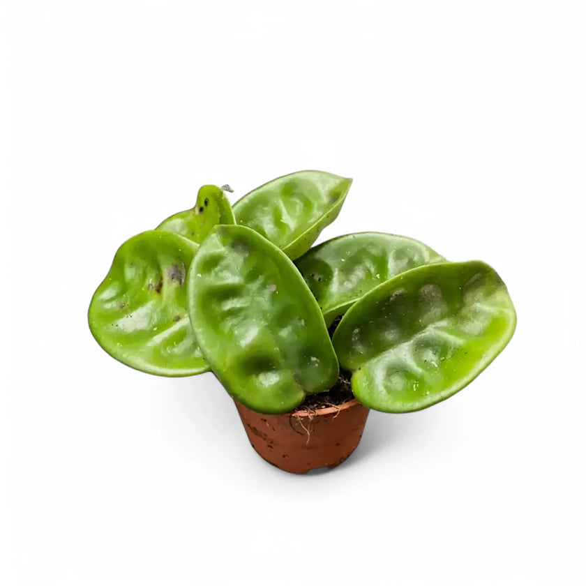 Hoya 'Krinkle 8' potted plant in nursery pot on white background.