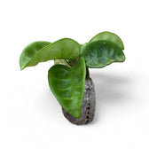 Hoya 'Krinkle 8' Zimmerpflanze im Anzuchttopf vor weißem Hintergrund, Produktfoto 8.