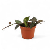 Hoya krohniana 'Black Leaves' – Topfpflanze im Kulturtopf vor weißem Hintergrund, Produktfoto 4.