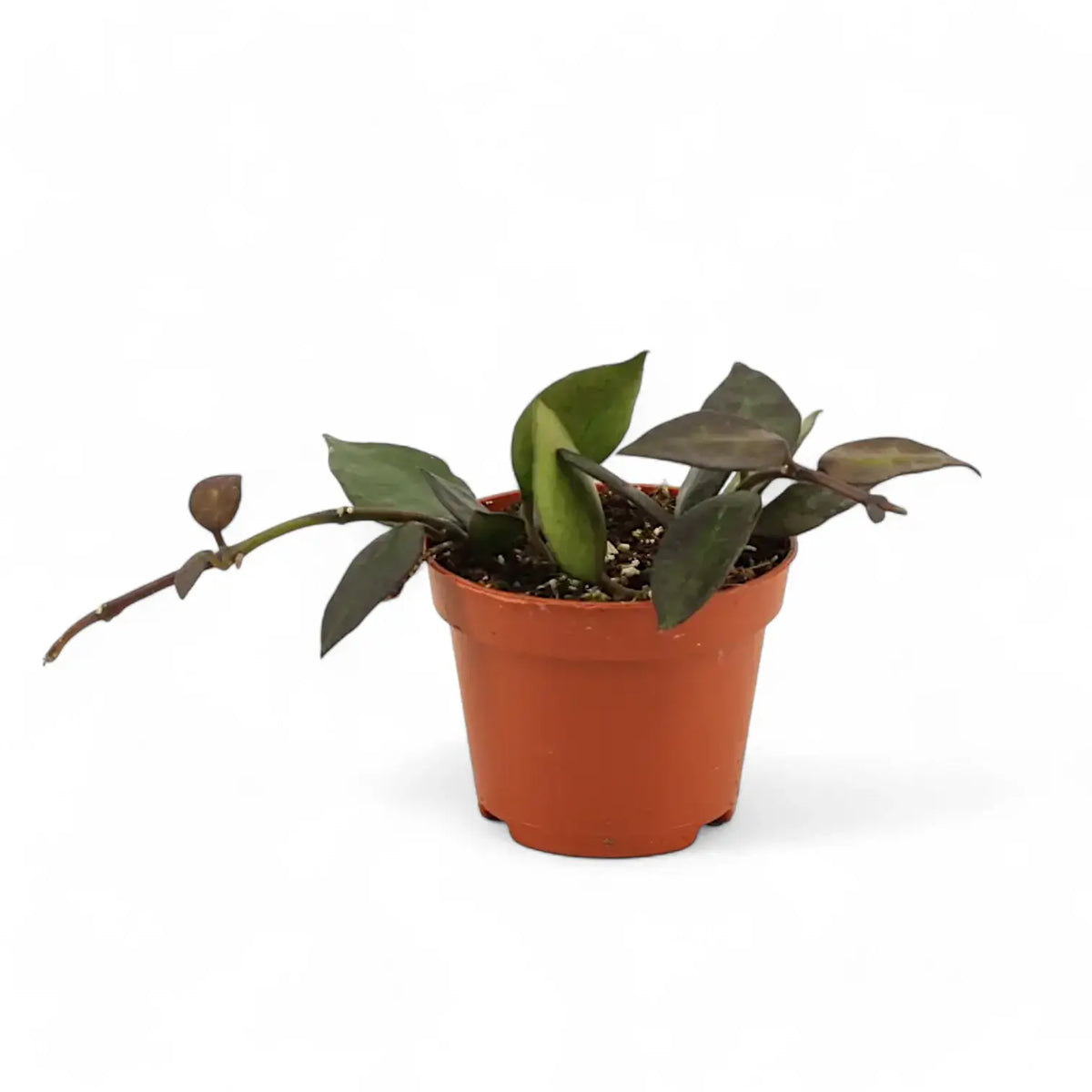 Hoya krohniana 'Black Leaves' – Topfpflanze im Kulturtopf vor weißem Hintergrund, Produktfoto 4.
