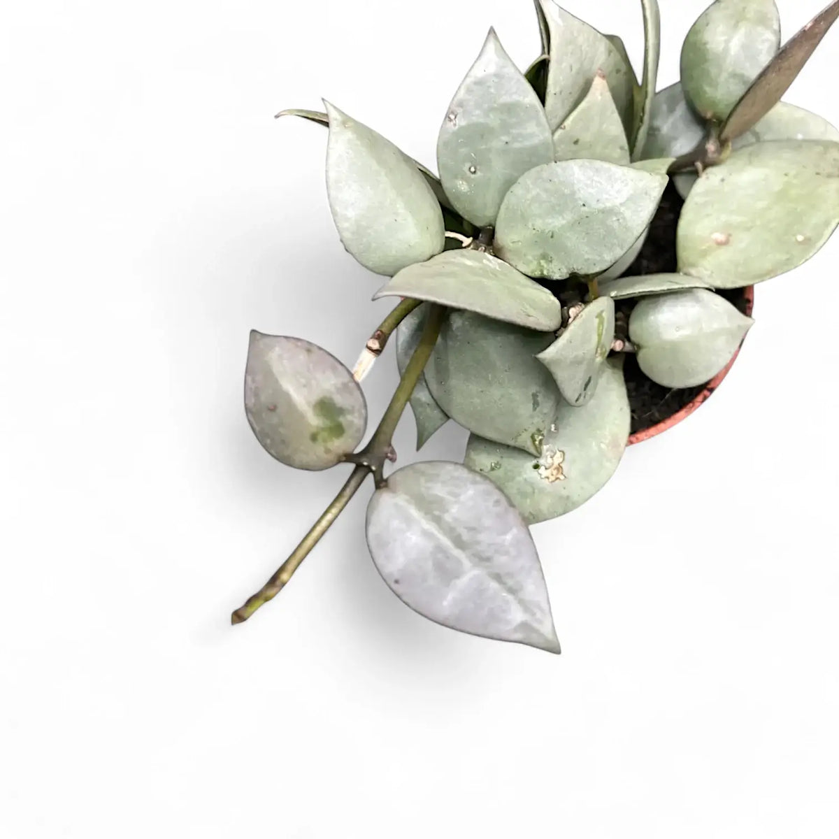 Hoya krohniana 'Super Silver' – Topfpflanze im Kulturtopf vor weißem Hintergrund, Produktfoto 5.