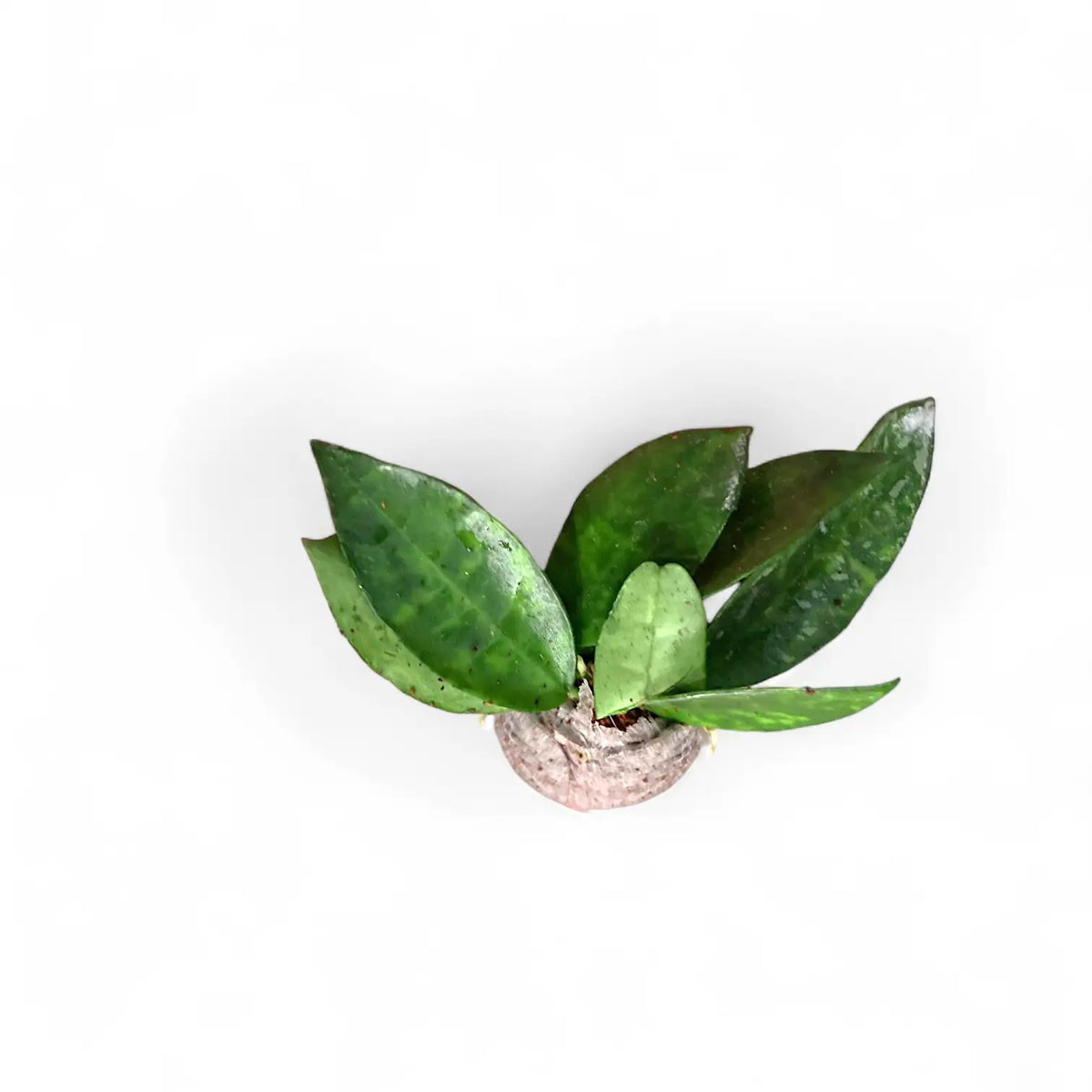 Hoya lacunosa 'Amarillo' potted plant in nursery pot on white background.
