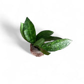 Hoya lacunosa 'Amarillo' potted plant in nursery pot on white background.