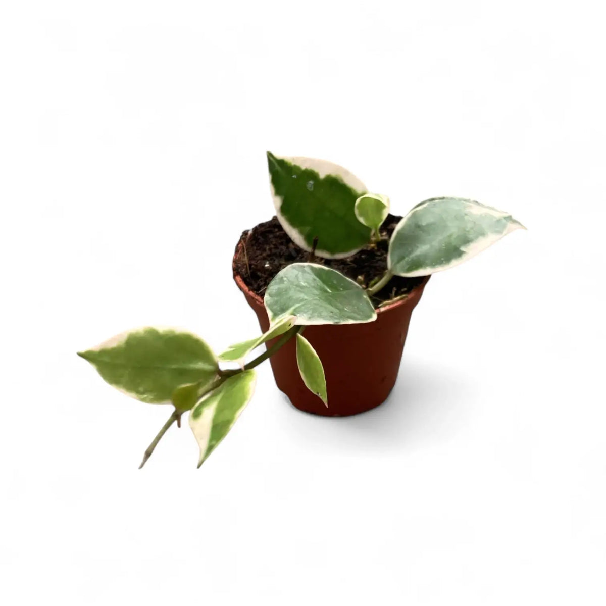 Hoya lacunosa 'Asami' potted plant in nursery pot on white background.
