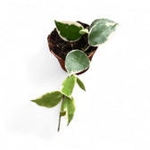 Hoya lacunosa 'Asami' potted plant in nursery pot on white background.