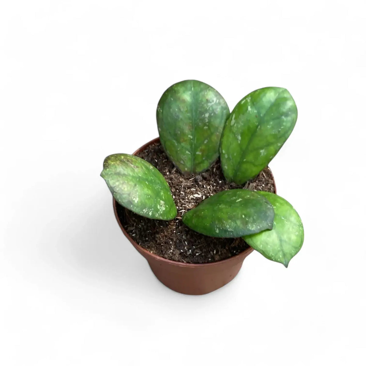 Hoya 'Larisa' Zimmerpflanze im Anzuchttopf vor weißem Hintergrund, Produktfoto 2.